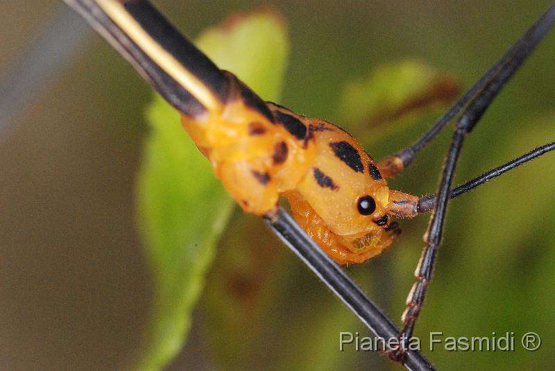 Oreophoetes peruana F 10.JPG